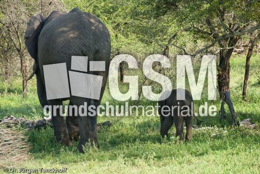 Afrikanischer Elefant (98 von 131).jpg